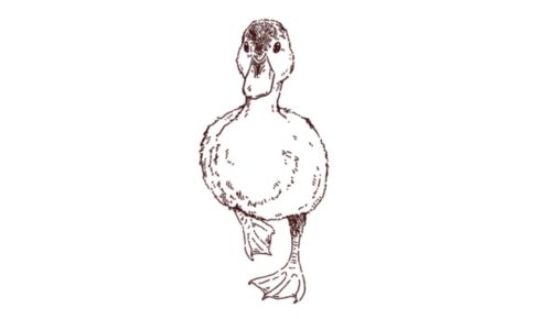 小鴨の線画イラスト