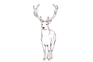 牡鹿の線画イラスト