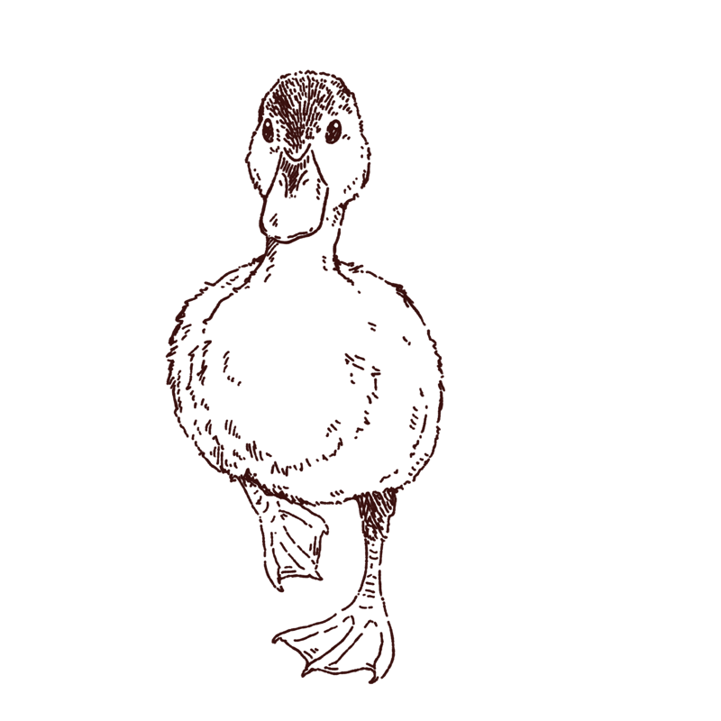 小鴨の線画イラスト