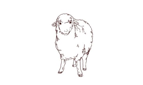 羊の正面イラスト，フリーイラスト,フリー素材,線画イラスト