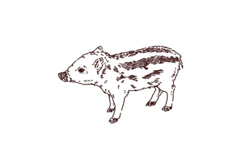 横向きの猪（ウリ坊）のイラスト，フリーイラスト,フリー素材,線画イラスト