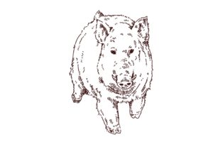大きい猪の線画イラスト，フリーイラスト,フリー素材,線画イラスト，年賀状