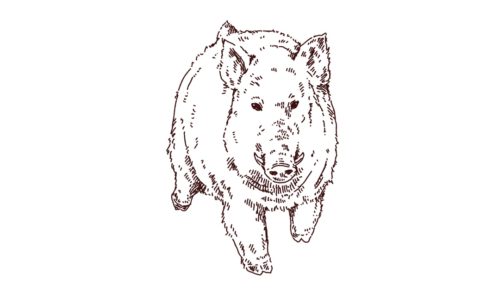 大きい猪の線画イラスト，フリーイラスト,フリー素材,線画イラスト，年賀状