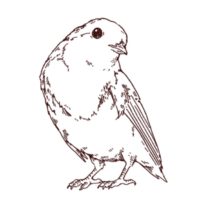 小鳥の線画イラスト