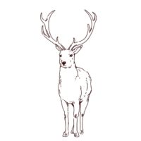 牡鹿の線画イラスト