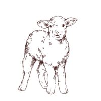 子羊の線画イラスト