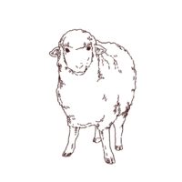 羊の正面イラスト，フリーイラスト,フリー素材,線画イラスト