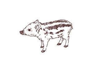 横向きの猪（ウリ坊）のイラスト，フリーイラスト,フリー素材,線画イラスト