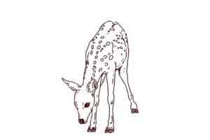 バンビ（子鹿）のイラスト，フリーイラスト,フリー素材,線画イラスト