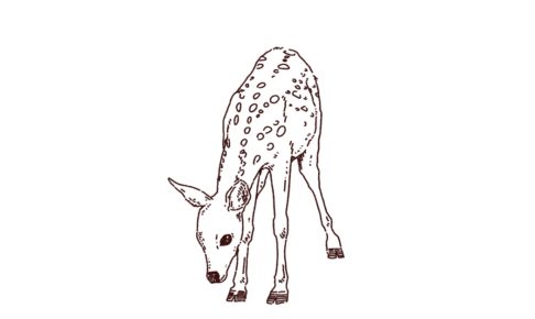 バンビ（子鹿）のイラスト，フリーイラスト,フリー素材,線画イラスト